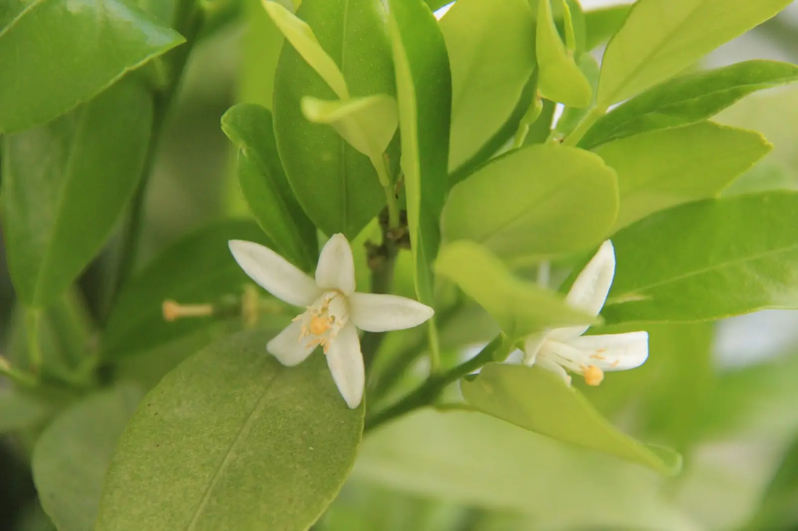 Кумкват Кукле / Kumquat Kucle — цитрусовое растение, детальное фото
