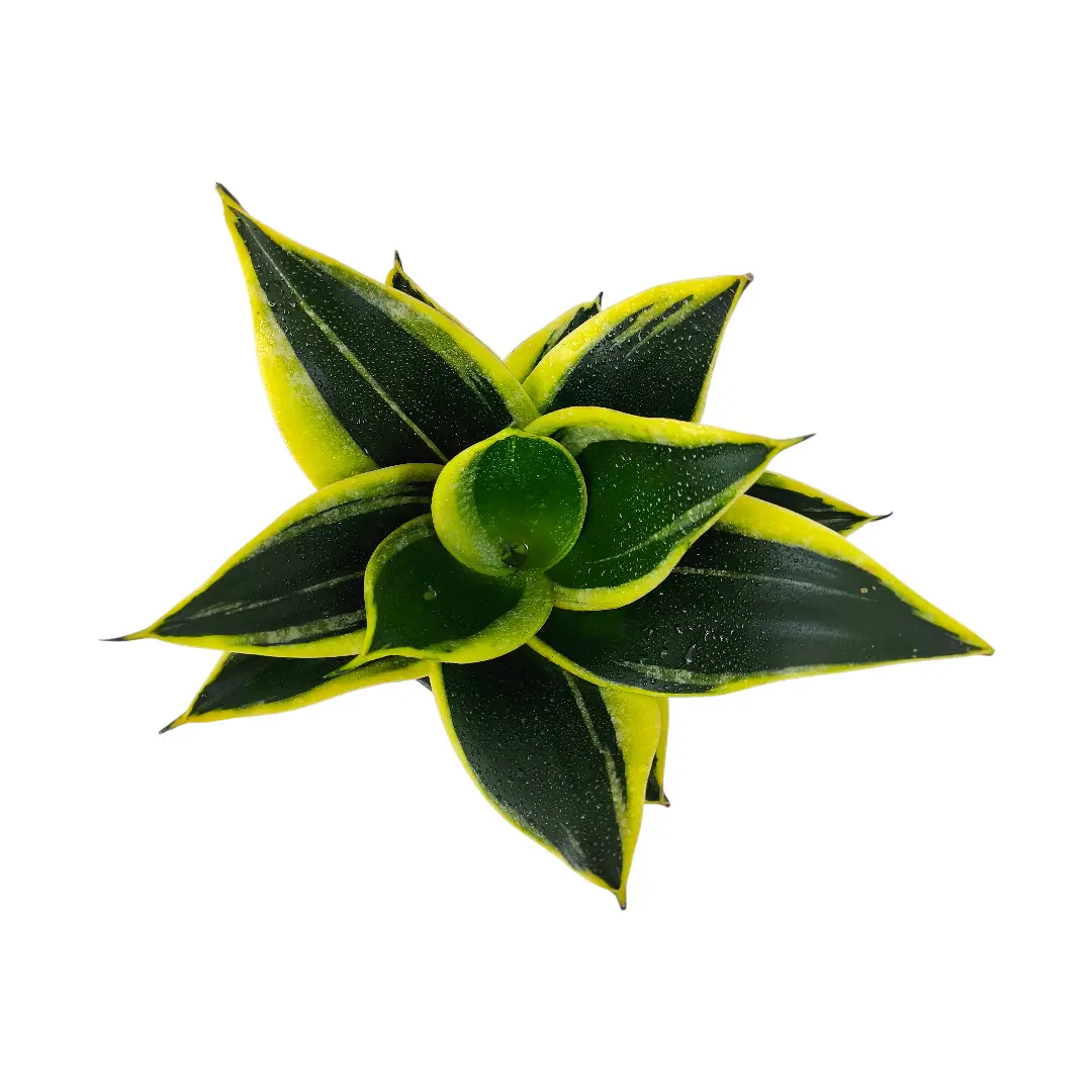Сансевиерия Лотус Ханни / Sansevieria Lotus Hahni купить