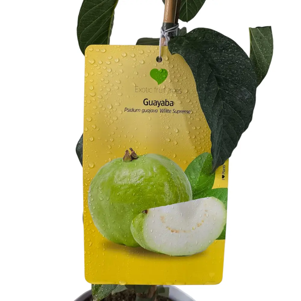 Гуава Вайт Суприм / Psidium White Supreme