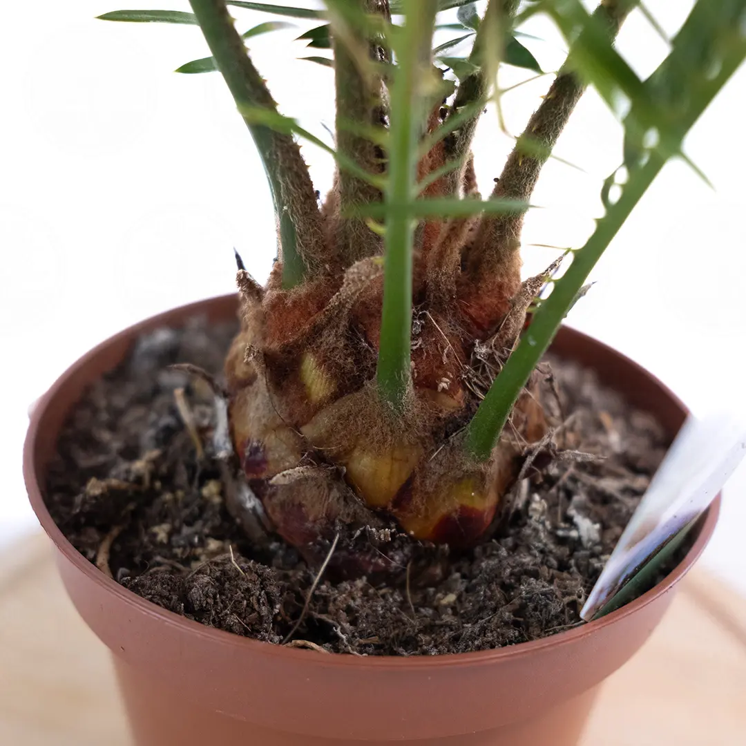 Цикас поникающий / Cycas Revoluta купить