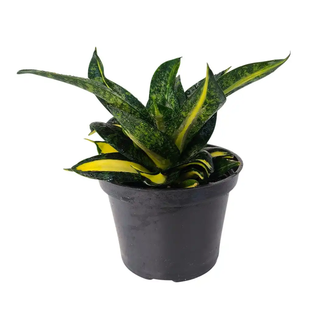 Dracaena trifasciata Hahnii Tornado розетка