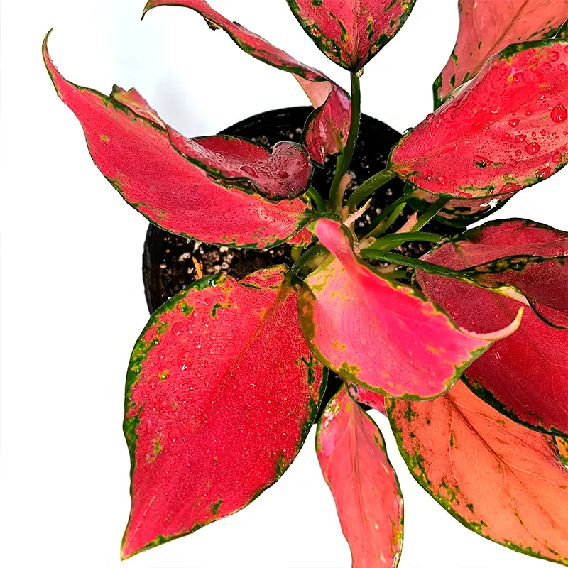 Aglaonema Red Angel красные листья