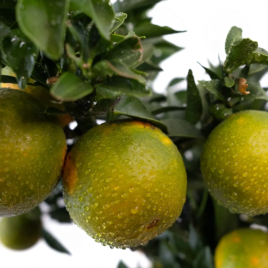 Померанец Чинотто, Кинотто / Bitter Orange Chinotto — цитрусовое растение, детальное фото
