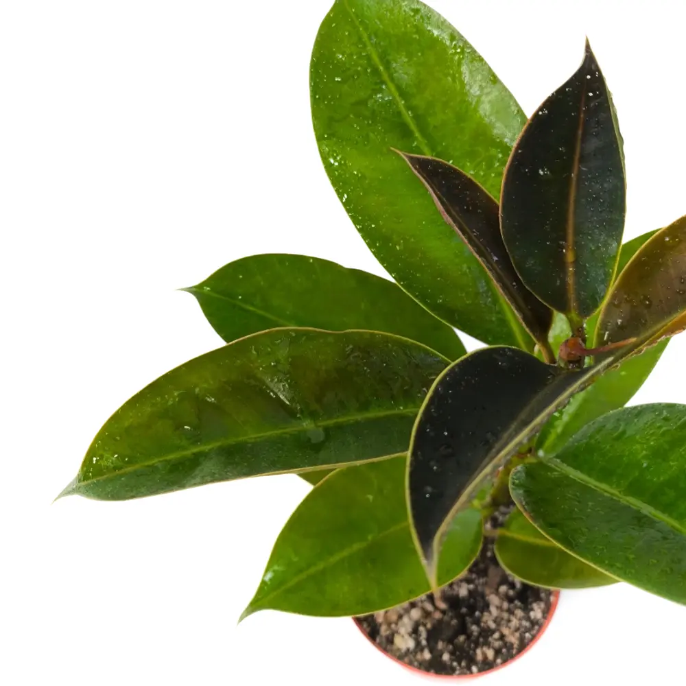 Фикус эластика "Мелани" / Ficus elastica "Melany" купить