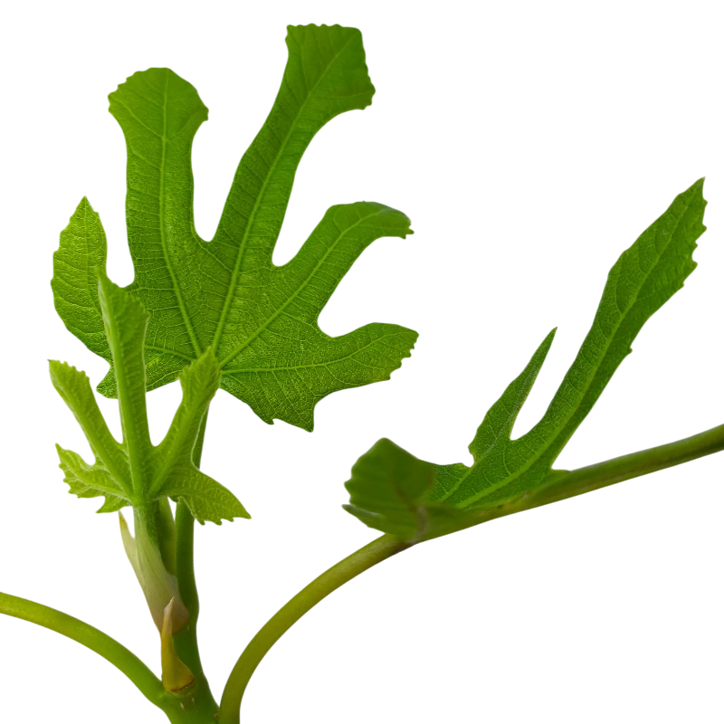 Инжир Литл Мисс Фиджи / Ficus Carica Little Miss Figgy