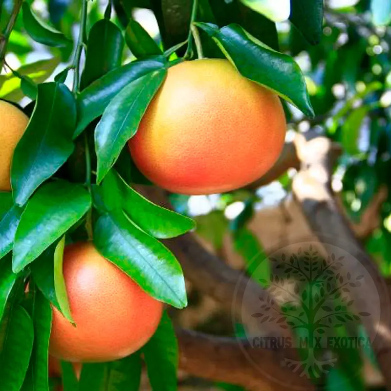 Грейпфрут Редблаш / Grapefruit Redblush — цитрусовое растение, детальное фото
