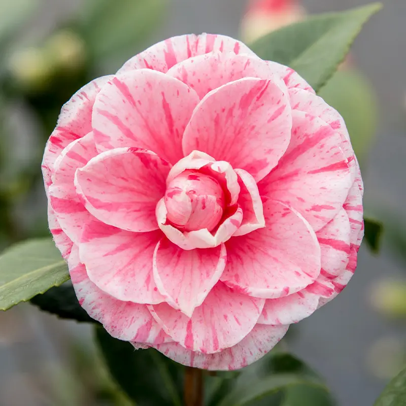 Камелия Бономина / Camellia JAP. Bonomiana купить