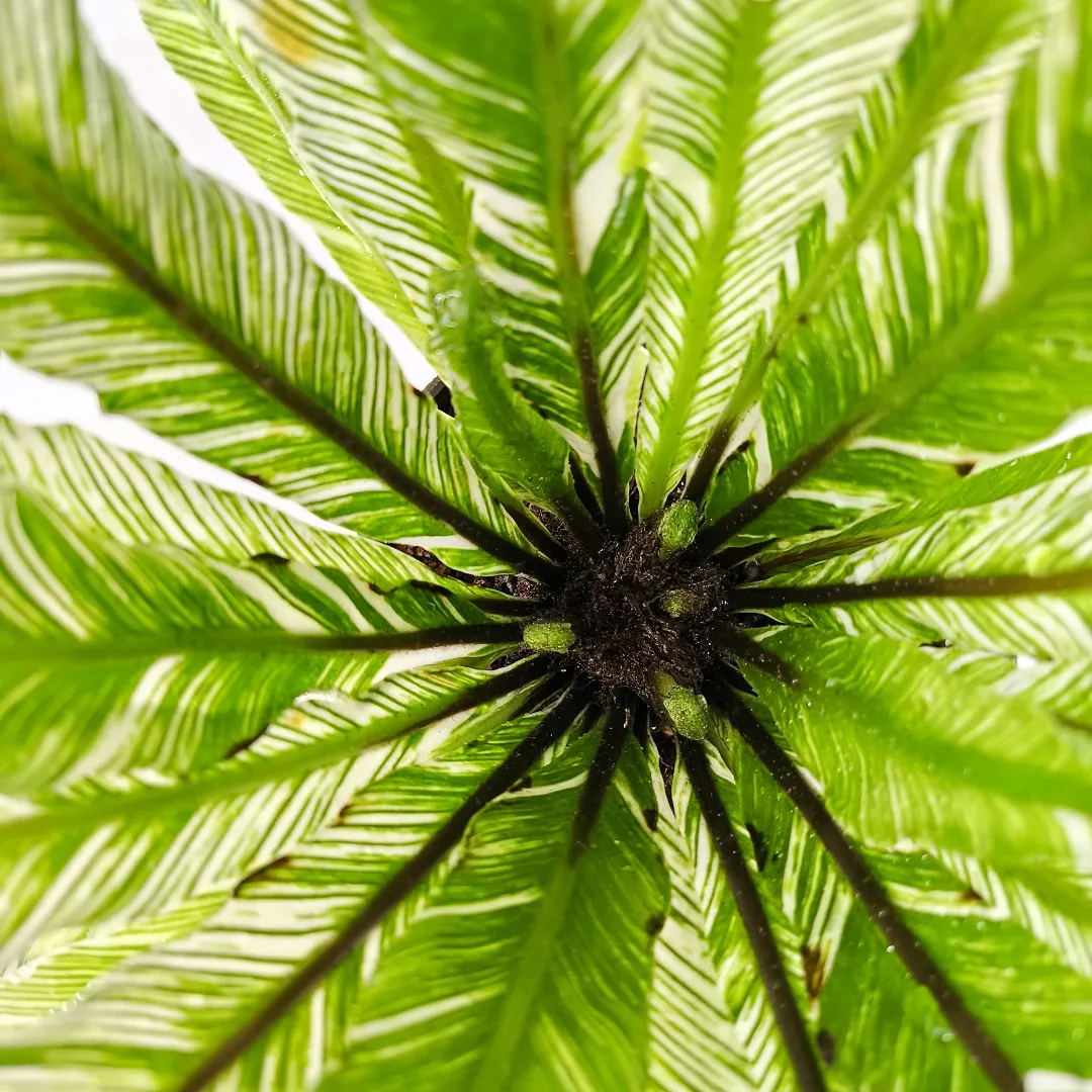 Асплениум Вайт Мунлайт вариегатный / Asplenium nidus Variegata  White Moonlight купить
