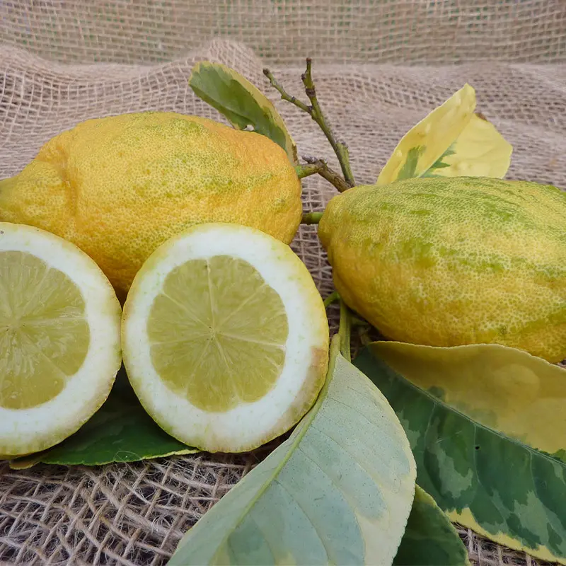 Цитрон Пиретто вариегатный / Citrus medica Piretto variegatis — цитрусовое растение, детальное фото
