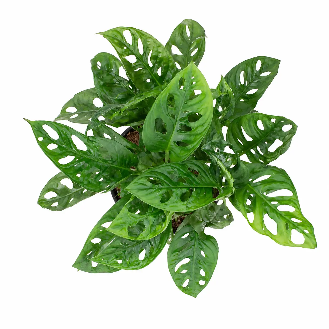 Монстера Фридрихшталия / Monstera friedrichsthalii купить