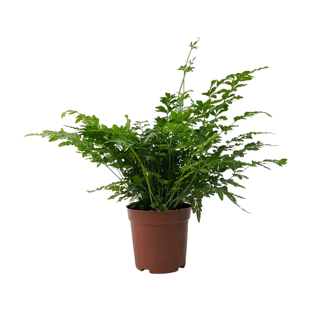 Птерис Виктория / Pteris ensiformis var. victoriae купить