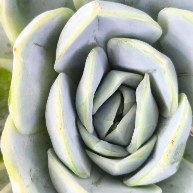 Эхеверия Блю Сюрпрайз / Echeveria Blue Surprise купить
