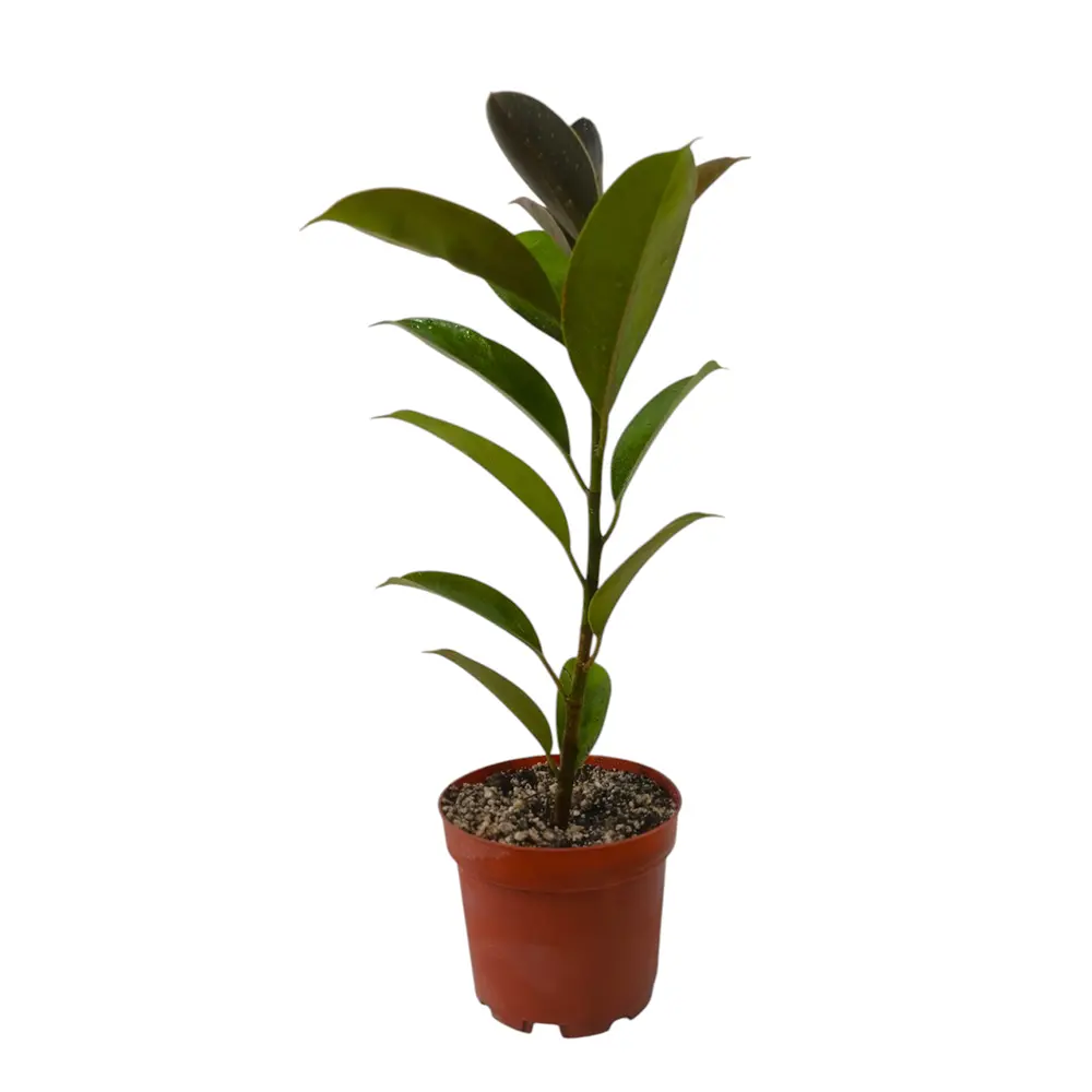 Фикус эластика "Мелани" / Ficus elastica "Melany" купить