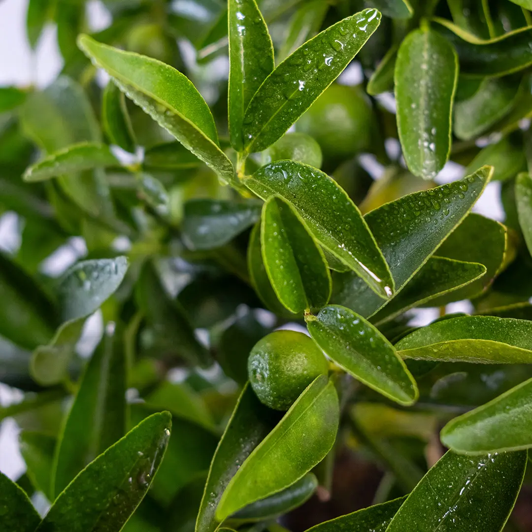 Кумкват Кукле / Kumquat Kucle — цитрусовое растение, детальное фото

