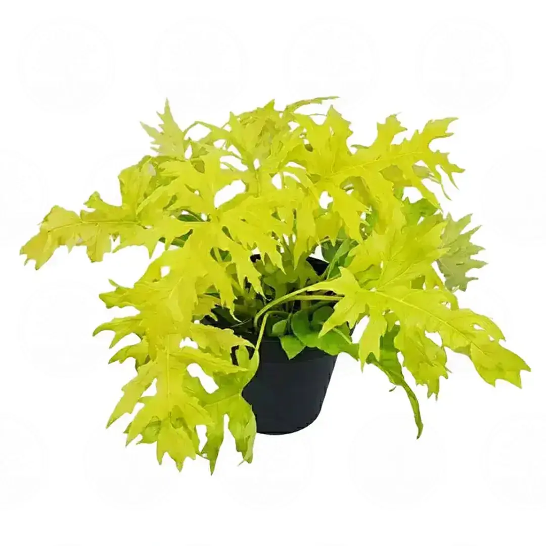 Филодендрон Селоум /Philodendron bipinnatifidum, Selloum купить