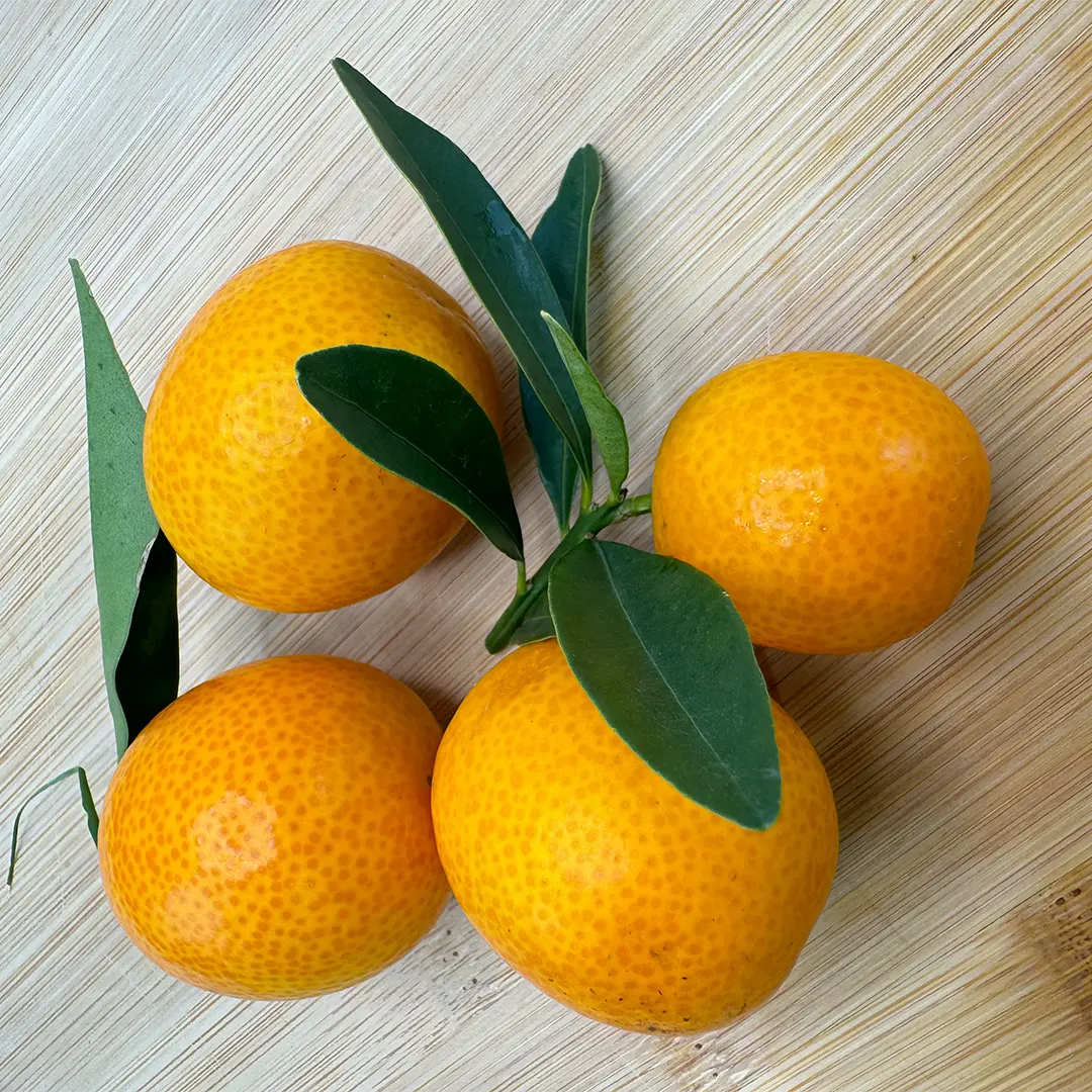 Кумкват Тондо / Kumquat Tondo — цитрусовое растение, детальное фото
