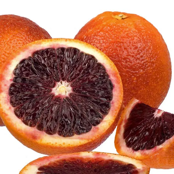 Апельсин Моро нуцеллярный / Orange Moro — цитрусовое растение, детальное фото
