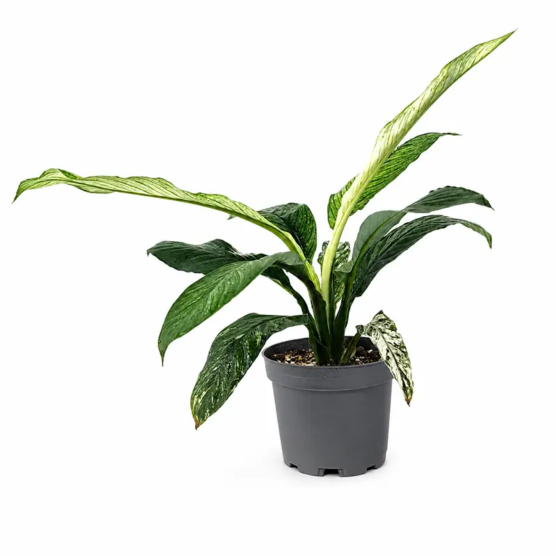 Спатифиллум вариегатный Сенсейшен / Spathiphyllum Sensation купить