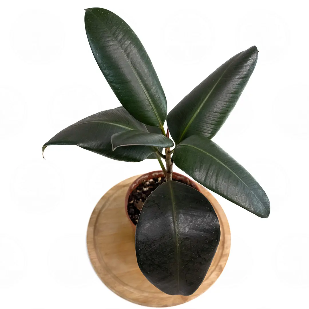 Фикус эластика "Абиджан" / Ficus elastica "Abidjan" купить