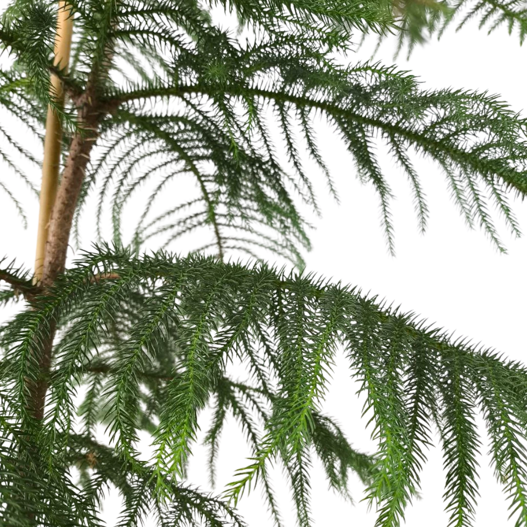 Араукария высокая / Araucaria excelsa купить