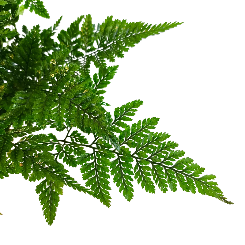 Даваллия Фиджийская / Davallia fejeensis купить