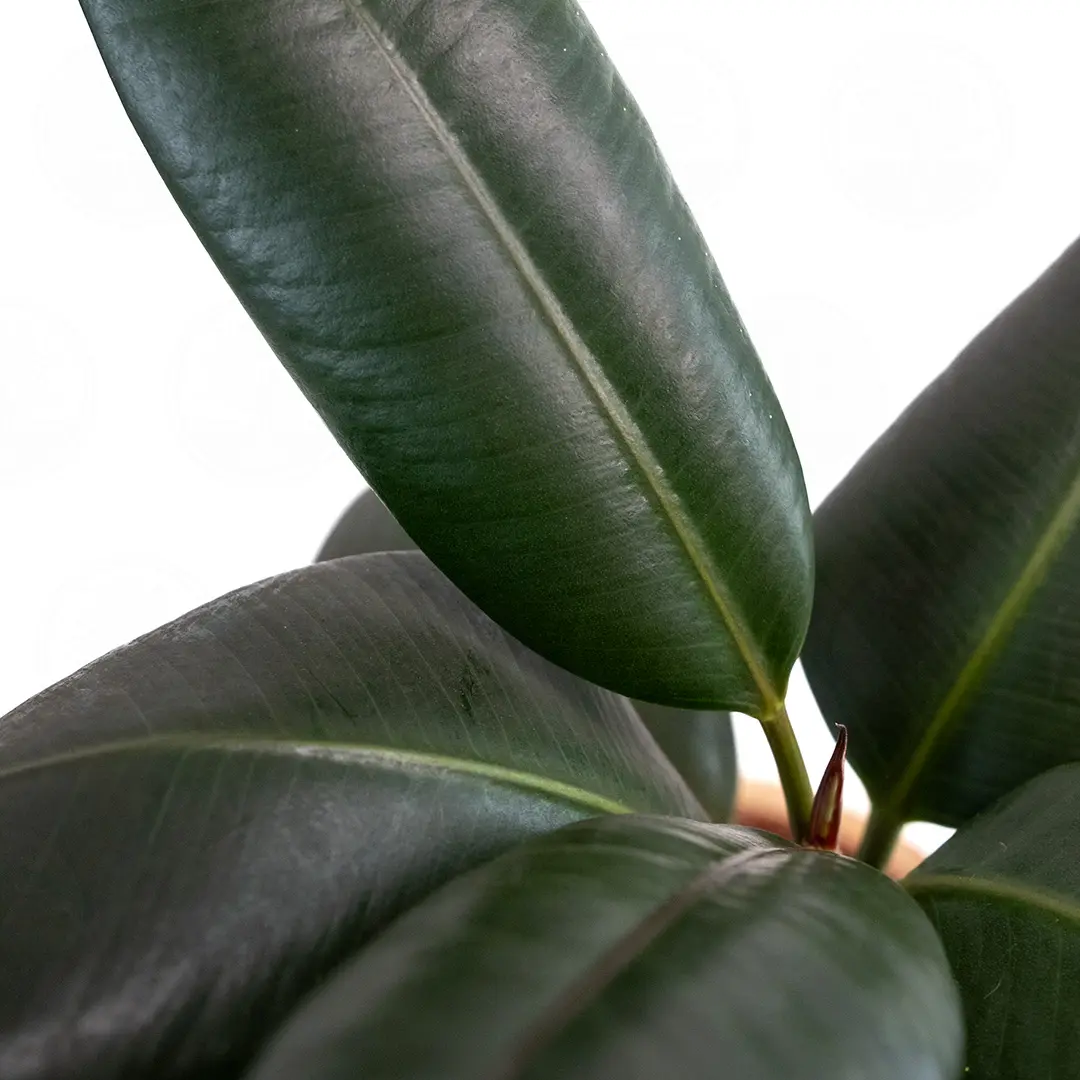 Фикус эластика "Абиджан" / Ficus elastica "Abidjan" купить