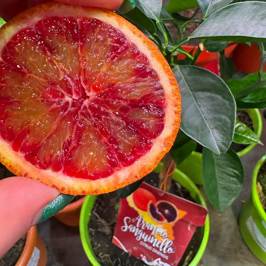 Апельсин Сангвинелло / Orange Sanguinello — цитрусовое растение, детальное фото
