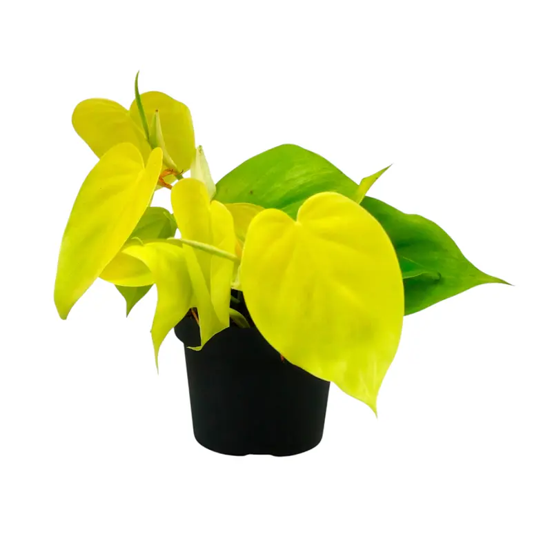 Филодендрон scandens "Micans Lime" купить