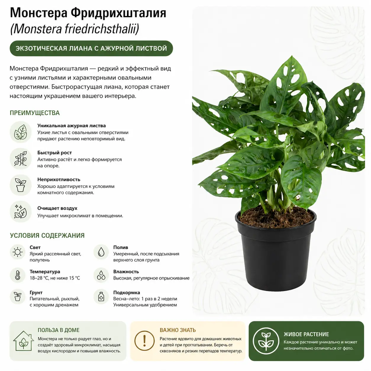 Монстера Фридрихшталия / Monstera friedrichsthalii купить