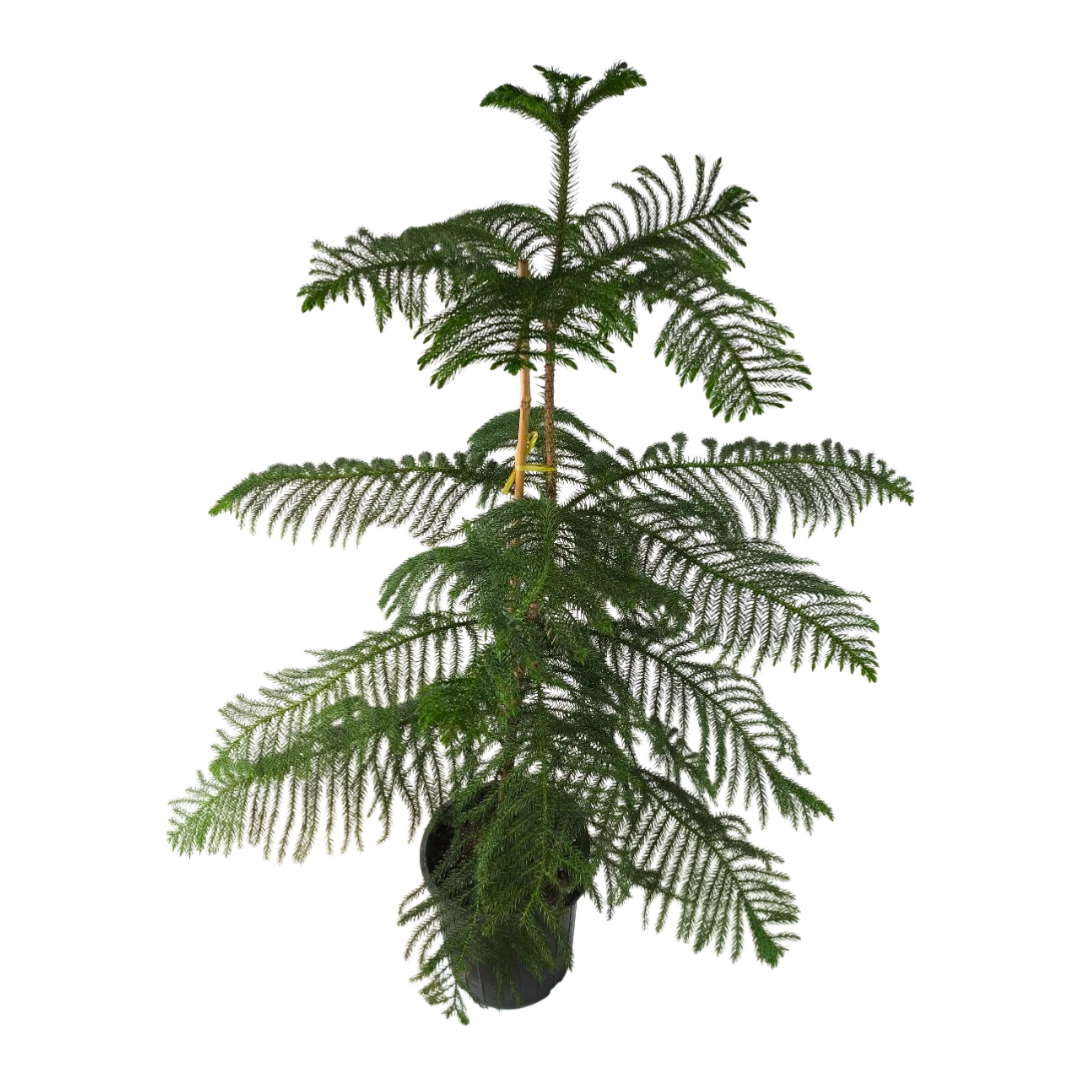 Араукария высокая / Araucaria excelsa купить
