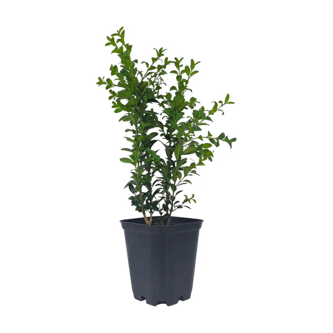 Самшит / Buxus