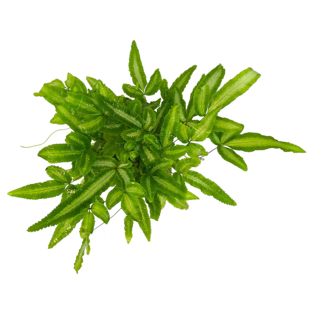 Птерис кретика Альболинеата / Pteris cretica Albolineata купить