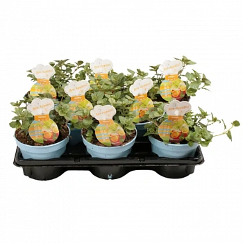 Мята мандариновая / Mint mandarin