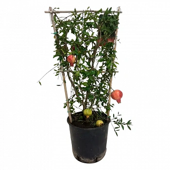 Гранат Нана на шпалере / Punica granatum Nana