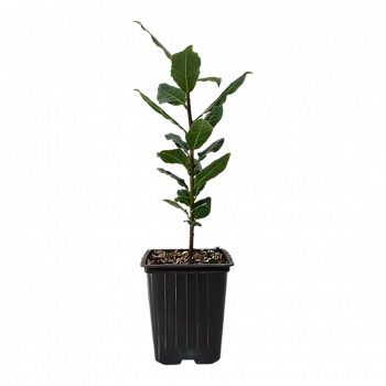 Лавр Нобилис / Laurus Nobilis
